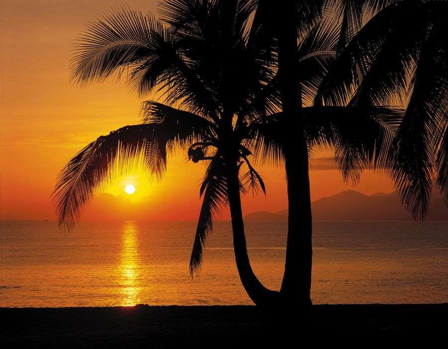 8-255 Palmy Beach Sunrise - avatar